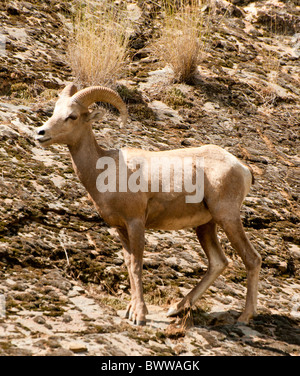 USA, Ohio, la faune, le mouflon des montagnes, Rafting au milieu de la fourche le saumon. Frank Church Wilderness Banque D'Images