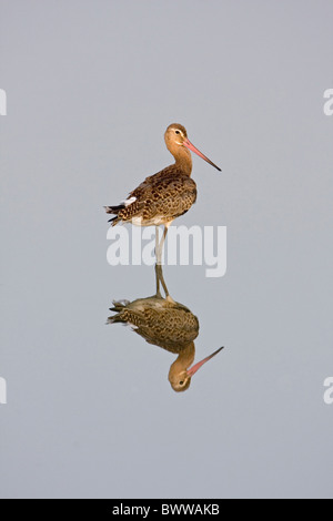 Barge à queue noire (Limosa limosa) adulte, debout dans l'eau avec la réflexion, la réserve RSPB Minsmere, Suffolk, Angleterre, septembre Banque D'Images