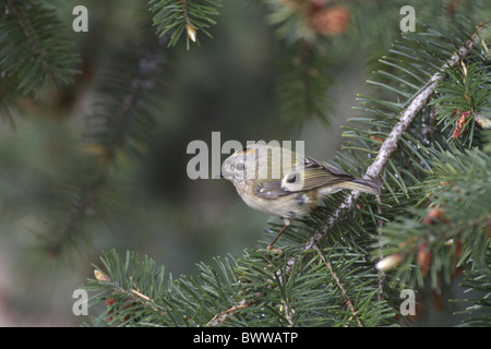 Goldcrest (Regulus regulus) mâle adulte, perché dans l'épinette de Norvège (Picea abies), Angleterre Banque D'Images