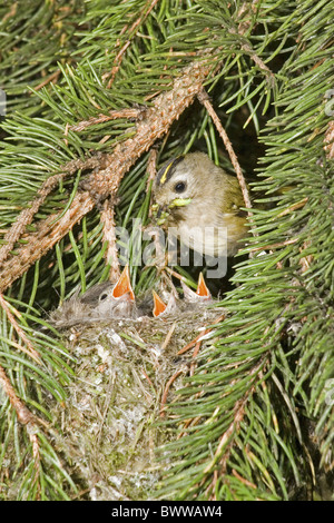 Goldcrest (Regulus regulus) adulte, avec de la nourriture dans son bec, l'alimentation des poussins au nid, nichant dans des conifères, Suffolk, Angleterre, mai Banque D'Images