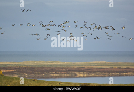 Bernache nonnette (Branta leucopsis) troupeau, en vol, Loch Gorm, Islay, Hébrides intérieures, Ecosse Banque D'Images