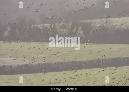 La Bernache cravant (Branta bernicla) troupeau, en vol au dessus de terres agricoles, l'atterrissage dans le champ de céréales, de Norfolk, en Angleterre, hiver Banque D'Images