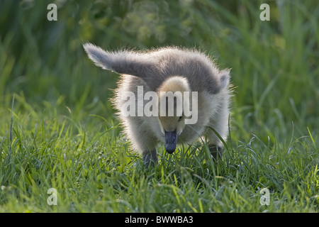 Bernache du Canada (Branta canadensis) espèces introduites, Gosling, se nourrissant d'herbe, Warwickshire, en Angleterre, l'été Banque D'Images