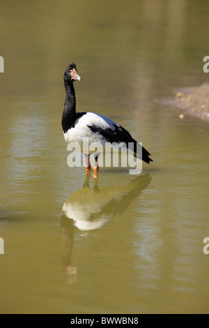 (Anseranas semipalmata Goose Magpie) adulte, debout dans l'eau, de l'Australie Banque D'Images