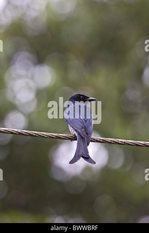 Ventilé blanc Drongo - Sri Lanka Banque D'Images