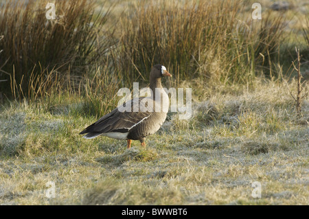 De l'Oie naine (Anser albifrons) adulte, debout sur l'herbe givrée, Islay, Hébrides intérieures, Ecosse Banque D'Images