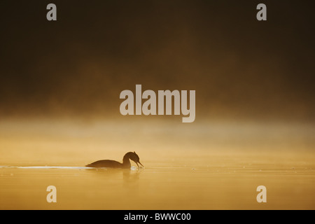 Grèbe huppé (Podiceps cristatus) des profils, l'alimentation, se découpant sur le lac avec brouillard à l'aube, capucins, la Belgique, l'été Banque D'Images
