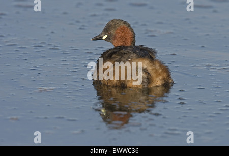 Grèbe castagneux (Tachybaptus ruficollis) des profils, sur l'eau, Norfolk, Angleterre Banque D'Images