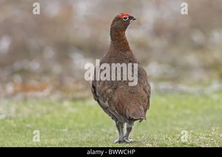 Lagopède des saules (Lagopus lagopus scoticus) mâle adulte, marche sur landes, Yorkshire, Angleterre, printemps Banque D'Images