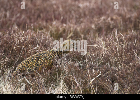 Lagopède des saules (Lagopus lagopus scoticus) femelle adulte, l'alimentation sur la bruyère dans la lande, de Lammermuir Hills, Borders, Scotland, printemps Banque D'Images