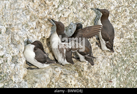 Common guillemot (Uria aalge) quatre adultes, debout sur la falaise rocheuse, les falaises de Bempton RSPB Réserve, East Yorkshire, Angleterre, juin Banque D'Images