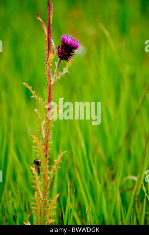 Chardon pourpre hautes herbes sauvages vert Banque D'Images