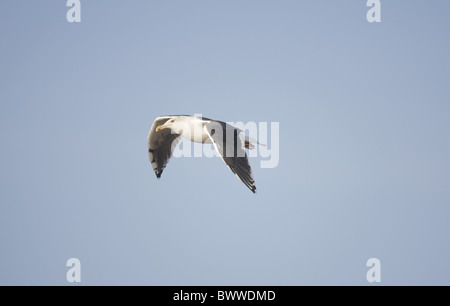 Goéland marin (Larus marinus), adultes en plumage d'hiver, vol, Norfolk, Angleterre, hiver Banque D'Images