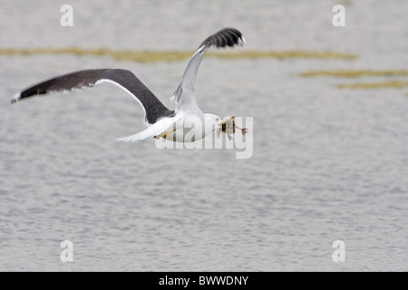 Moindre Goéland marin (Larus fuscus), adultes avec Mouette rieuse (Larus ridibundus) chick proie, la réserve RSPB Minsmere, Suffolk, Angleterre, mai Banque D'Images