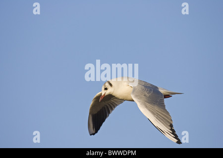 Mouette rieuse (Larus ridibundus), adultes en plumage d'hiver, vol, Norfolk, Angleterre Banque D'Images