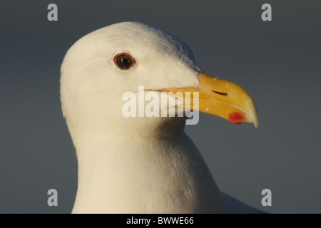 Goéland à ailes grises (Larus glaucescens) adulte, close-up de tête, l'Île Mandarte, Gulf Islands, British Columbia, Canada, juin 2002 Banque D'Images