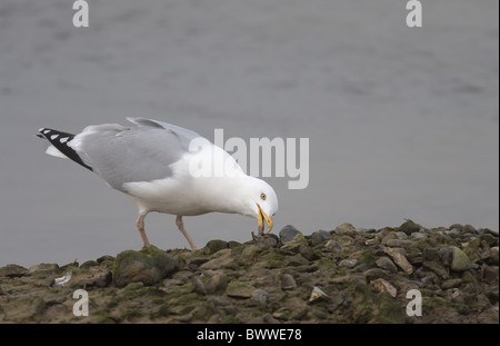 Goéland argenté (Larus argentatus), adultes se nourrissent de moules, Norfolk, Angleterre Banque D'Images