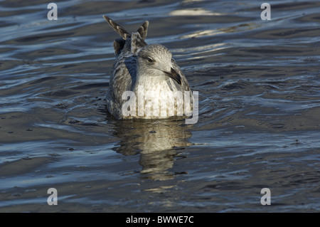 Goéland argenté (Larus argentatus) immature, natation, Salttjern, Varanger, Norvège, Banque D'Images