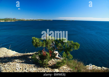 De plus en plus de Juniper sur le haut d'une falaise, Ibiza, Espagne Banque D'Images