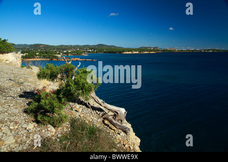 De plus en plus de Juniper sur le haut d'une falaise, Ibiza, Espagne Banque D'Images