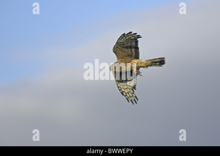 Busard Saint-Martin (Circus cyaneus) femelle adulte, avec les proies dans les serres, en vol, Sutherland, Scotland, printemps Banque D'Images