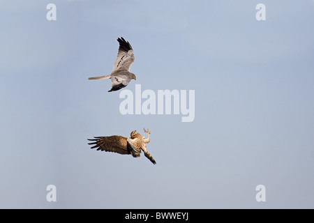 Montagu's Harrier (Circus pygargus) paire adultes, en vol, la pariade nourriture passent l'affichage, l'Estrémadure, Espagne, mai Banque D'Images