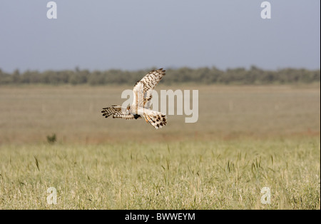 Montagu's Harrier (Circus pygargus) femelle adulte, en vol, chasse au champ, Estrémadure, Espagne, mai Banque D'Images