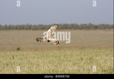Montagu's Harrier (Circus pygargus) femelle adulte, en vol, chasse au champ, Estrémadure, Espagne, mai Banque D'Images