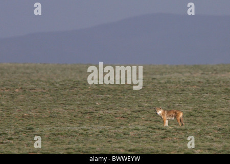 Plateau tibétain animal animaux mammifères mammifères canidés canidés loup loup prédateur carnivore carnivores prédateurs chien chiens Asie Banque D'Images