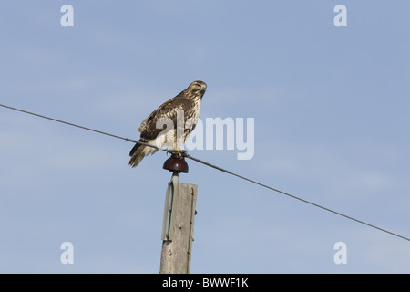 Buse à queue rousse (Buteo jamaicensis) immature, forme pâle, à la recherche de proies, perché sur des poteaux de ligne, Dakota du Nord, États-Unis d'Amérique Banque D'Images