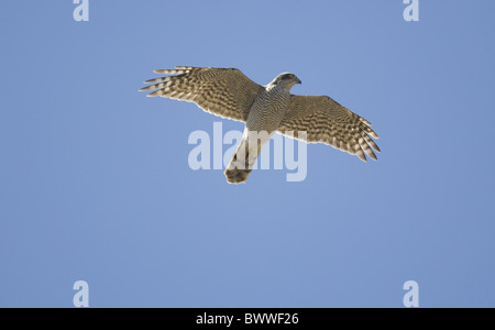 Blanche eurasienne (Accipiter nisus), migrants, femmes adultes en vol, Tarifa, Andalousie, Espagne Banque D'Images