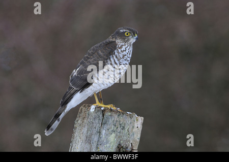 Blanche eurasienne (Accipiter nisus), mâle immature perché sur post, Norfolk, Angleterre, janvier Banque D'Images