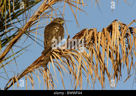 (Levant brevipes) immature, perché en palmier, Charm-El-Cheikh, péninsule du Sinaï, Égypte, février Banque D'Images