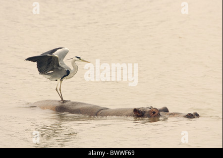 Héron cendré (Ardea cinerea) adulte, debout sur l'Hippopotame (Hippopotamus amphibius) retour, N.P., Kruger Mpumalanga, Afrique du Sud Banque D'Images