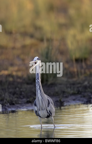 Héron cendré (Ardea cinerea) adulte, avec un bec ouvert, debout au bord du lac, Warwickshire, en Angleterre, l'été Banque D'Images
