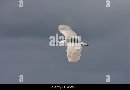 Bihoreaux gris (Nycticorax nyctocorax), adultes en vol, au Sénégal Banque D'Images