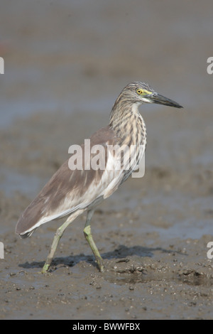 Pond heron-chinois (Ardeola Bacchus), adultes en plumage nuptial, non marche sur vasière, Mai Po, Hong Kong, Chine, l'automne Banque D'Images