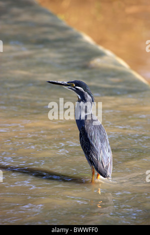 Héron strié (Butorides striatus) adulte, debout dans l'eau, Kruger N.P., Afrique du Sud Banque D'Images