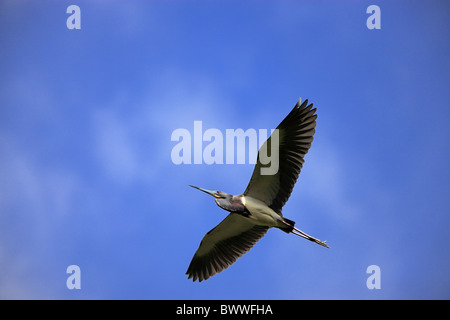 Aigrette tricolore (Egretta tricolor), adultes en vol, Floride, États-Unis Banque D'Images