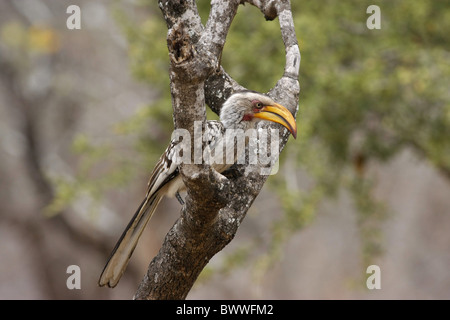 Calao à bec jaune (Tockus leucomelas) adulte, perché sur la branche d'arbre, Afrique du Sud Banque D'Images