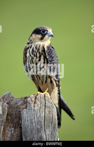 Eurasian Hobby (Falco subbuteo) adulte, perché sur souche, Allemagne Banque D'Images