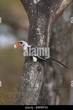 Von der Decken's Hornbill (Tockus deckeni) mâle adulte, perché sur tronc d'arbre, Abiata-Shala Lacs N.P., la Grande Vallée du Rift, en Éthiopie, avril Banque D'Images