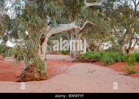 River Red Gums dans le sable rouge sec de Mutawintji Creek Gorge, Mutawintji National Park Banque D'Images