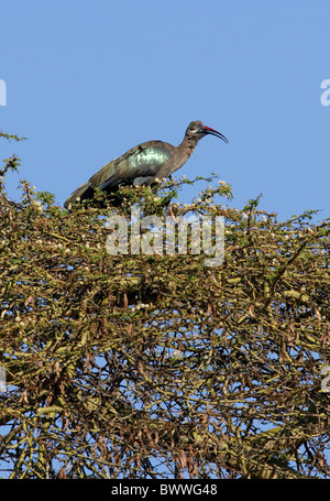 (Bostrychia hagedash Ibis hagedash brevirostris) des profils, appelant, perchés dans les, le lac Naivasha, Kenya, octobre Banque D'Images