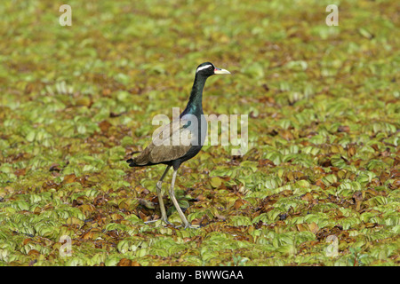 Bronze-winged Jacana (Metopidius indicus) adulte, debout sur la végétation flottante, Carambolim Lake, Goa, Inde, novembre Banque D'Images