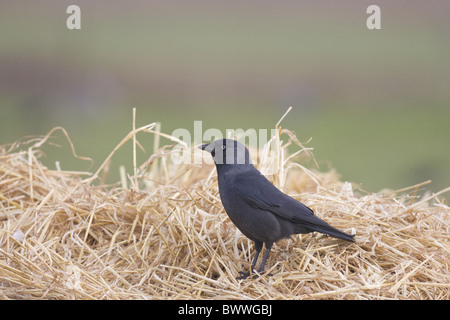 Choucas (Corvus monedula), adultes se nourrissent de paille, Norfolk, Angleterre, hiver Banque D'Images
