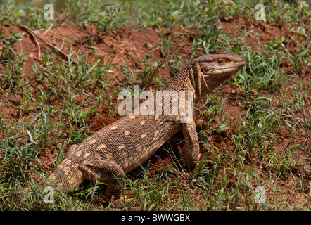 Monitor surveille les reptiles reptiles lézards lézard afrique animal animaux faune nature africaine savane savane 'bosc. Banque D'Images