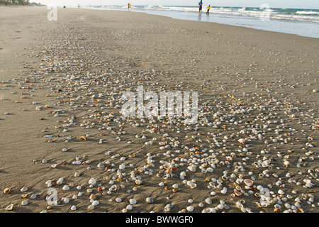 Sesshells sur la plage à Kuala Terengganu, Malaisie. Banque D'Images