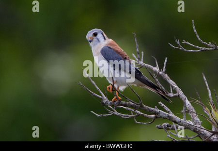 Crécerelle d'Amérique (Falco sparverius) mâle adulte, perché dans l'arbre, Marshall's Pen, Jamaïque, décembre Banque D'Images