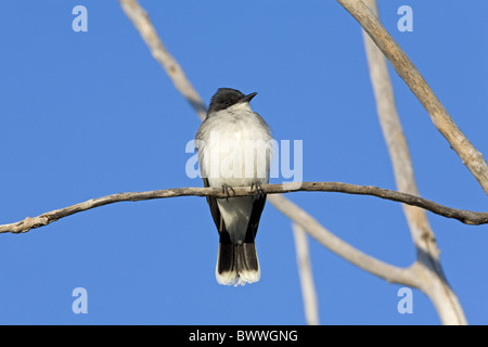 Tyran tritri (Tyrannus tyrannus) adulte, perché sur des rameaux, Dakota du Nord, États-Unis d'Amérique Banque D'Images